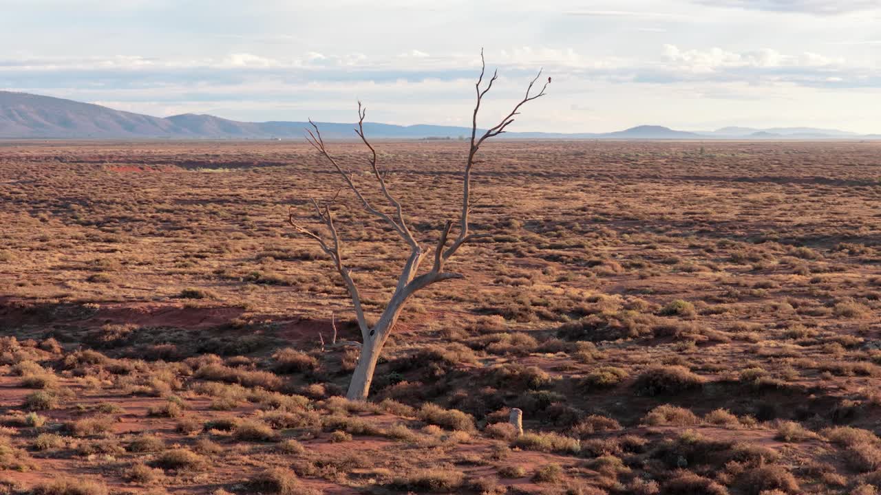 Cinematic orbit drone shot circling a single dead tree in arid outback near Flinders Ranges, South Australia