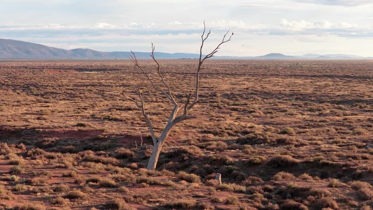 Elokuvamainen kiertävä dronekuva, joka kiertää yksinäistä kuollutta puuta kuivassa takamaassa lähellä Flinders Rangesia, Etelä-Australiassa.