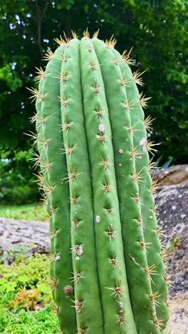 Vertical close-up of an Echinopsis pasacana cactus, highlighting its spines and green ribbed structure in a botanical garden