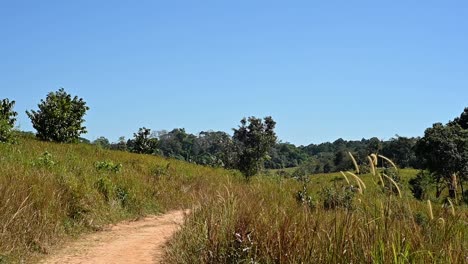 Blue-sky-and-super-lovely-landscape-with-a-path-towards-where-nature-lovers-walk-on,-Khao-Yai-National-Park,-Thailand