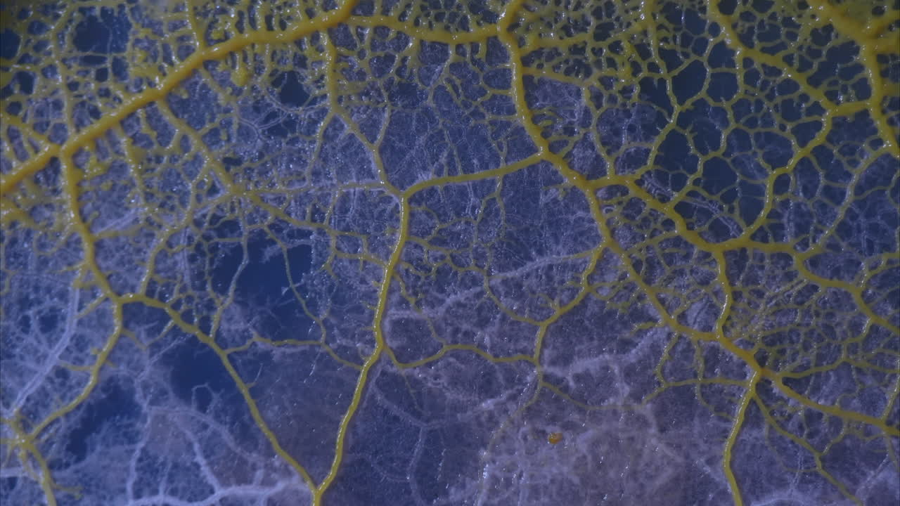 una ola temblorosa de crecimiento gelatinoso del moho mucilaginoso physarum polycephalum se despliega en movimiento de lapso de tiempo