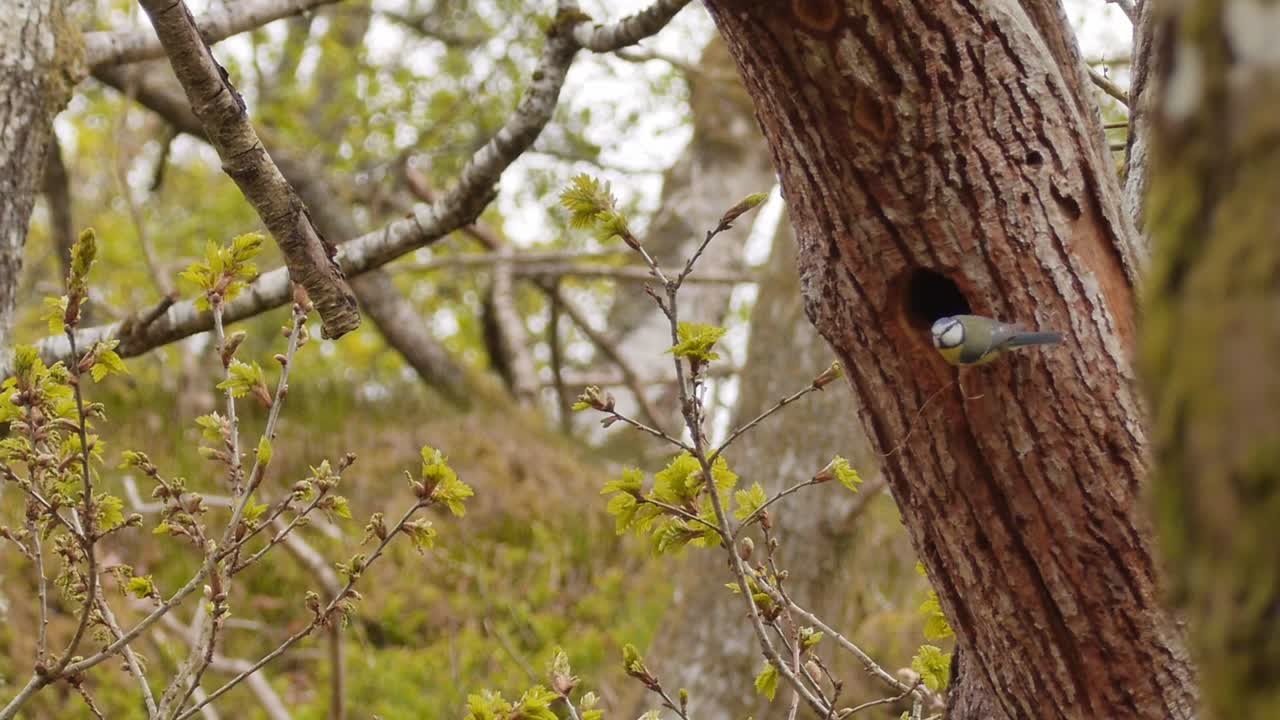 Songbird (bluetit) guarding nest in tree and looks for danger - wide