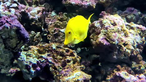 peces amarillos brillantes nadan cerca de corales vibrantes en una escena submarina en un acuario