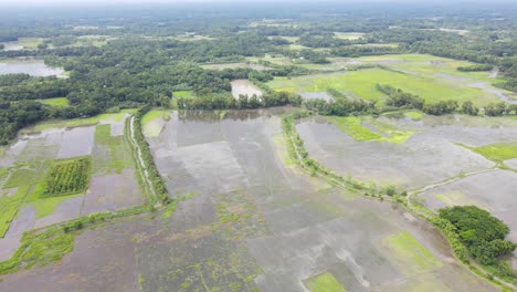 Überflutetes-Landwirtschaftliches-Feld-In-Bangladesch