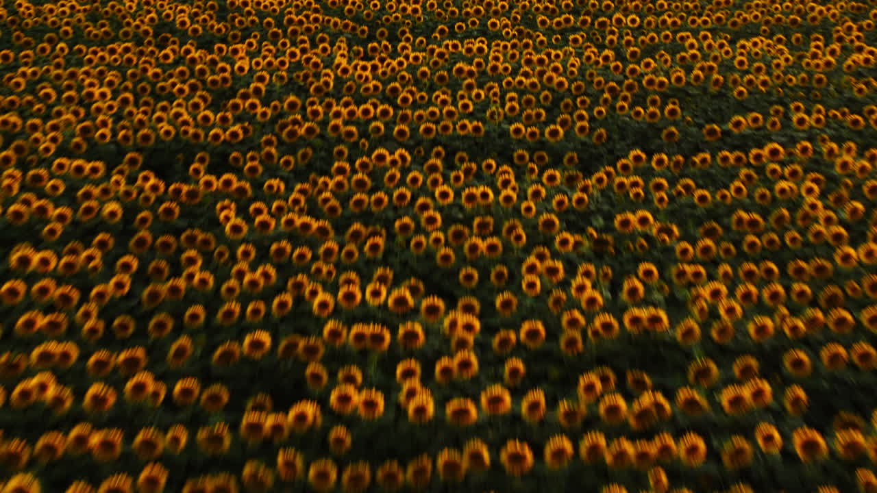 drone aéreo disparó sobre un campo de girasol, con flores florecidas de color amarillo brillante, al atardecer