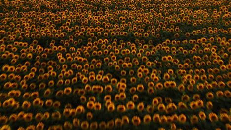 Aerial-drone-shot-over-a-sunflower-field,-with-bright-yellow-bloomed-flowers,-at-sunset