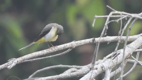 Grey-Wagtail-in-pond-area-.