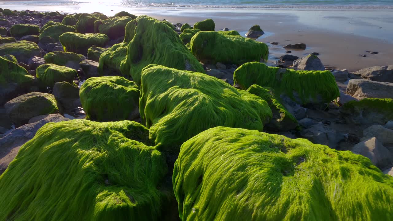 Al Ras Al Khaimah, negli Emirati Arabi Uniti, si vedono alghe marine verdi e alghe lungo la costa di una spiaggia