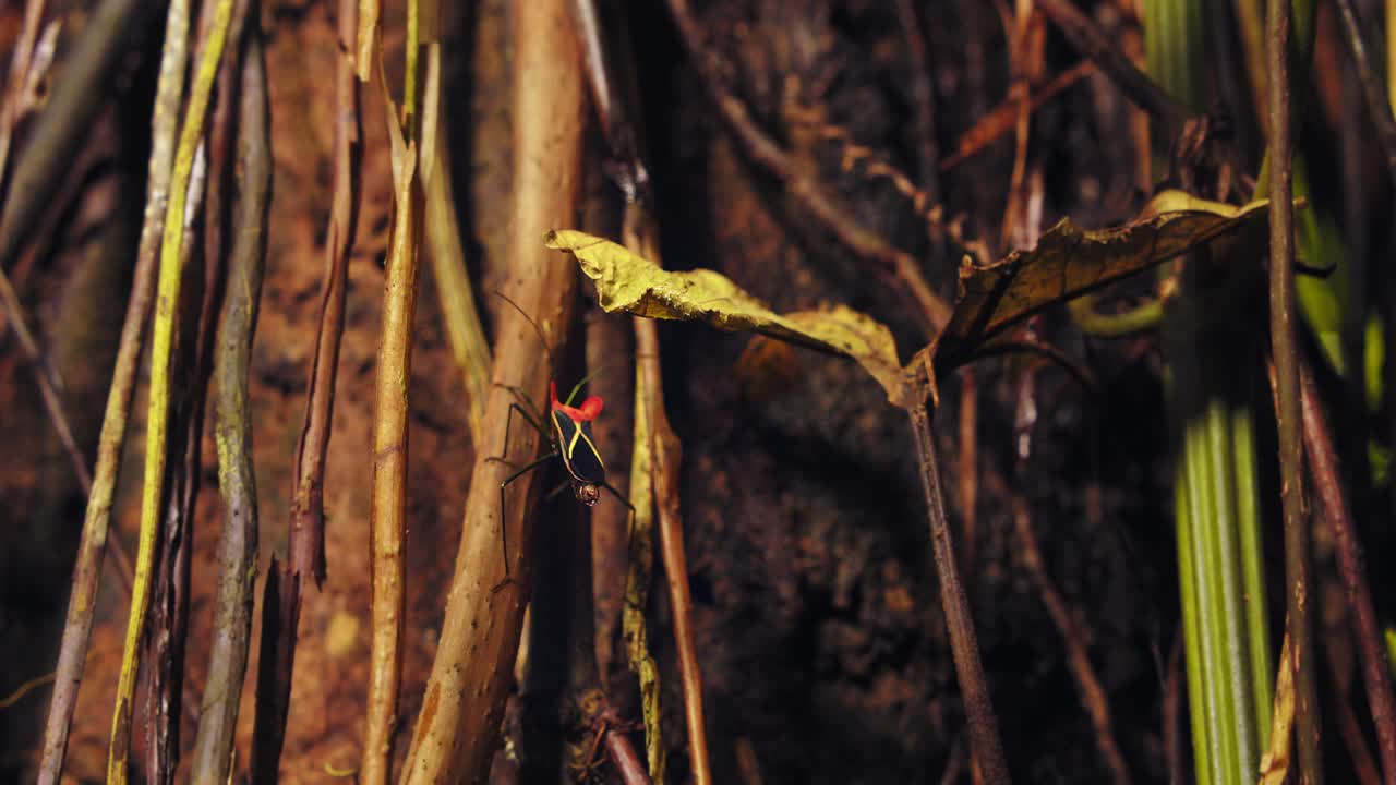 el insecto asesino rojo y negro sube por una enredadera leñosa excreta algo seguido de otro insecto cercano