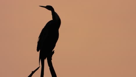 Anhinga-Genießt-Den-Sonnenuntergang-,-,.