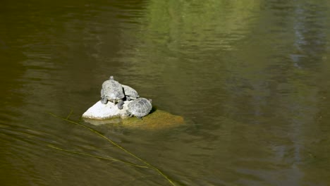 Fardo-De-Tortuga-De-Orejas-Rojas-Se-Encuentra-En-La-Pequeña-Roca-En-El-Medio-Del-Estanque