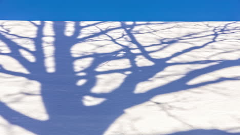 time lapse shot moving leafless branches of tree in snowy winter field in sunlight