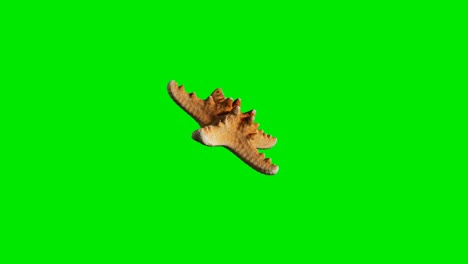 yellow sea star on green chromakey background