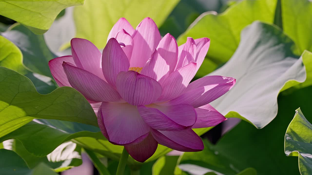 Beautiful lotus flowers in Tokyo Ueno
