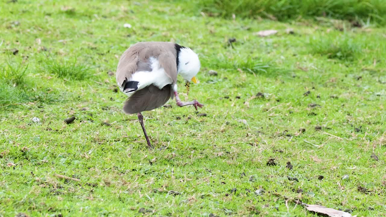 잔디 에 있는 얼굴 을 는 마스크 를 쓴  날개 새