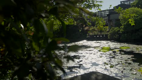 Okinawa-Japan-Tropical-Dream-Center-Naha-Prefecture-reveal-shot-of-japanese-pond-with-lotus-flowers-and-greenhouse-at-background-relax-zen-garden