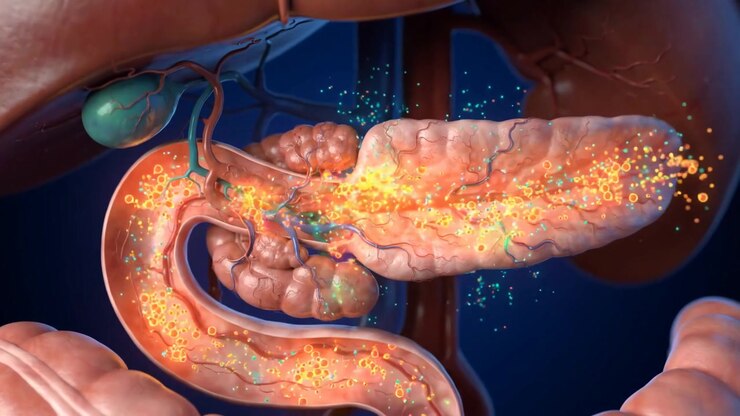 Three Dimensional Medical Animation Of Human Pancreas Function And Anatomy