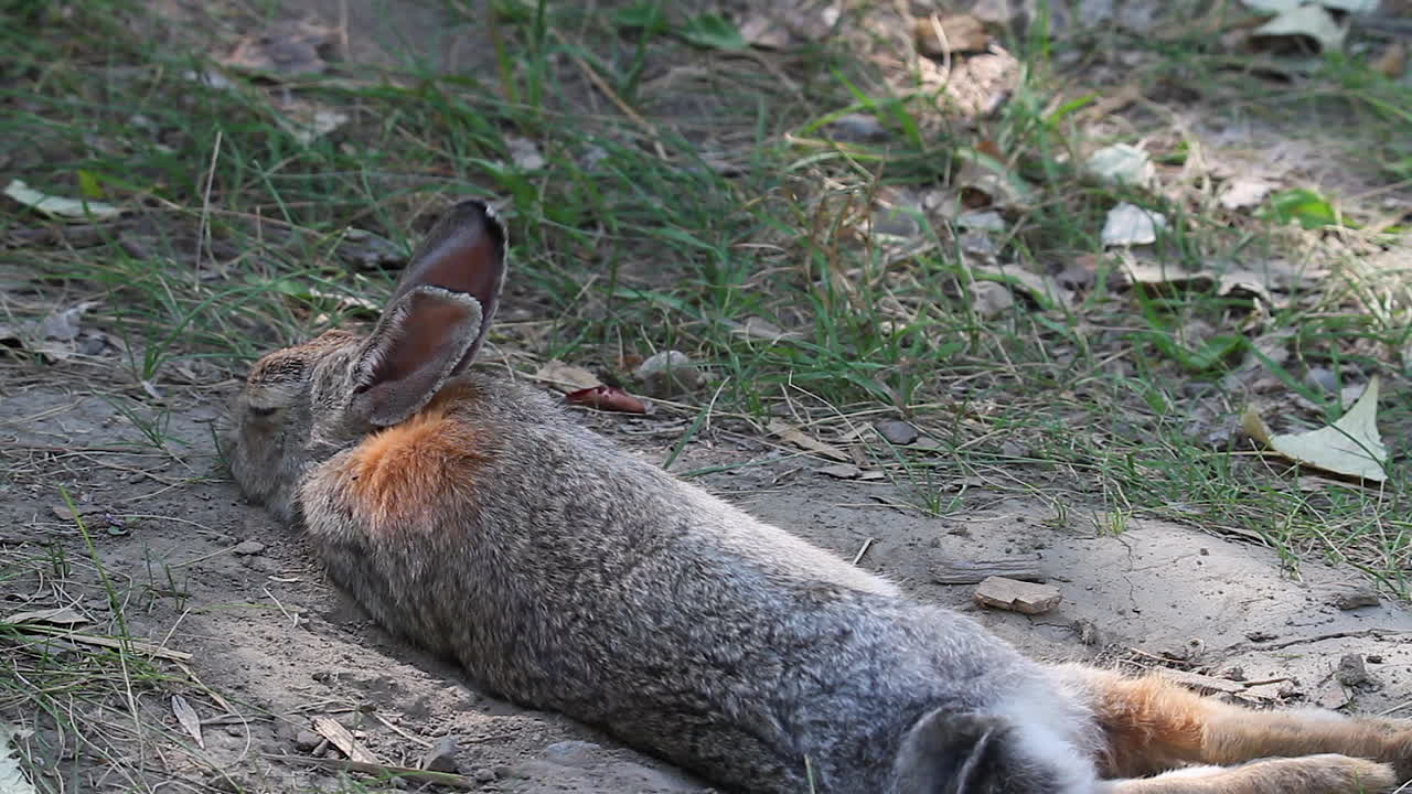 Cottontail rabbit takes a nap in shallow sand depression on hot day