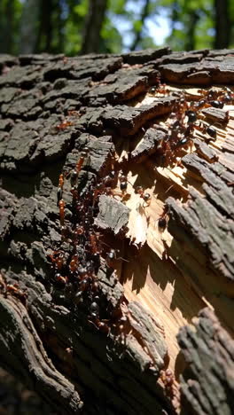 ants on a tree trunk