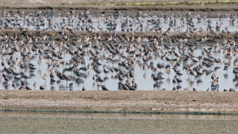 camera zooms out revealing flocks and flocks of migratory shorebirds, thailand