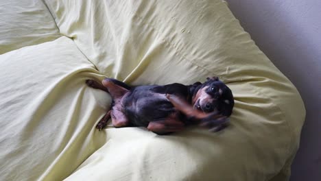 Small-pet-cute-jummini-pinscher-black-and-brown-dog-scratches-its-back-in-home-sofa-jump-at-camera-closeup-shot