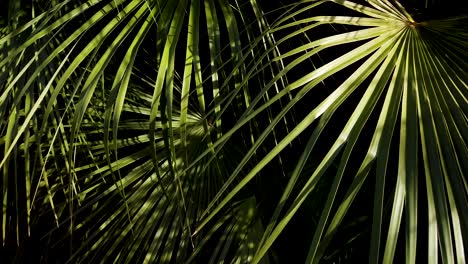 sunlight bathes palm leaves with darkness creating depth in background