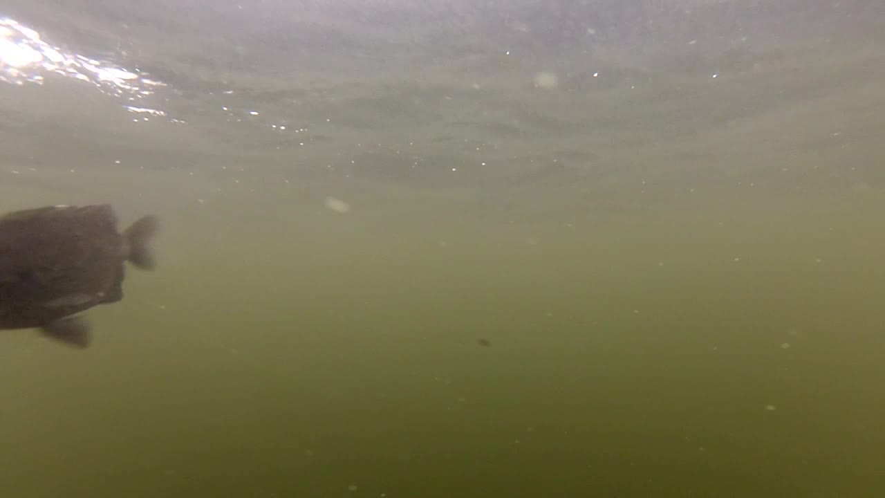 Fish Swimming And Caught Underwater With Hook In Its Mouth - underwater shot