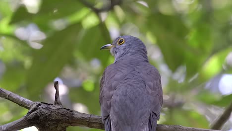 indian cuckoo perch on a tree with a insect flying around him