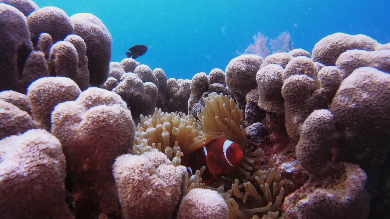 de cerca y personal con el pez payaso