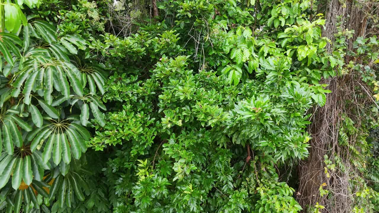 Vibrant green palm leaves sway gently in a tropical forest setting, captured in natural daylight