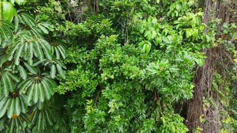 vibrant green palm leaves sway gently in a tropical forest setting, captured in natural daylight