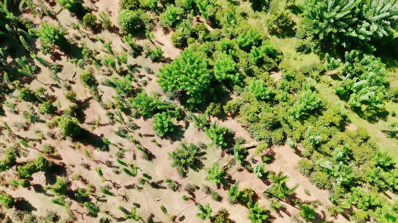 Dry plain with scarce plants growing on. Drone footage above the landscape with rear vegetation moving to the forest with lush greenery.