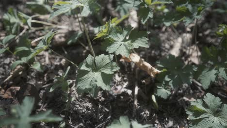 Viento-Soplando-En-Las-Plantas-Afuera