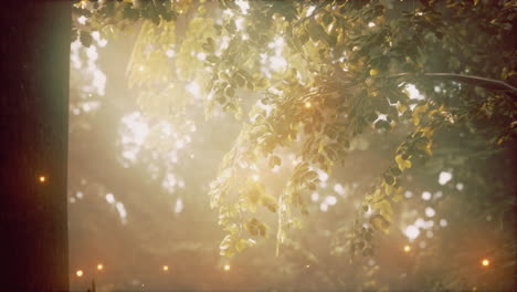 sunlight shining through forest leaves