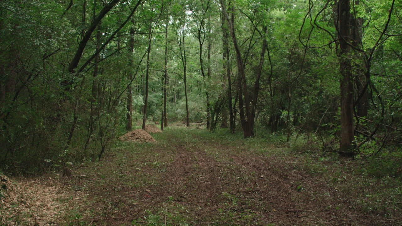 Tilt down from tree canopy view to beginning of deforestation efforts, piles of wood chips and a muddy path into forest
