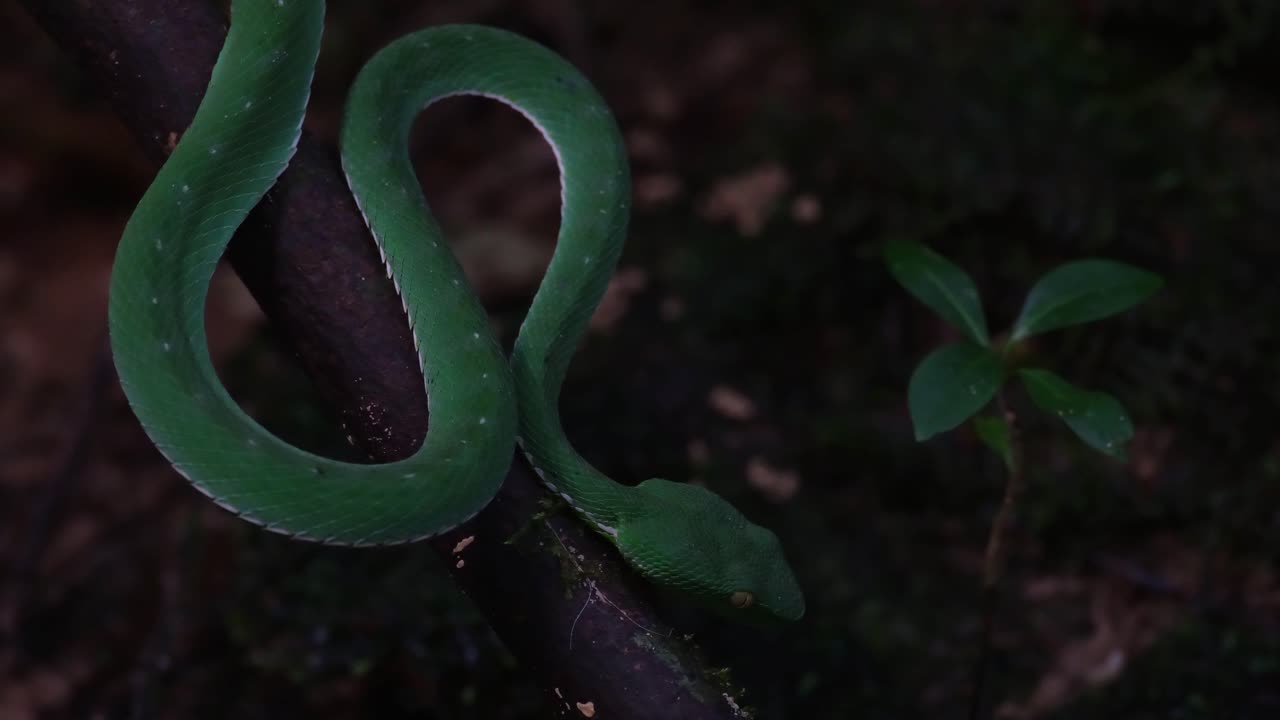 Dark forest revealing this Vogel's Pit Viper waiting for its prey to come, Trimeresurus vogeli, Thailand