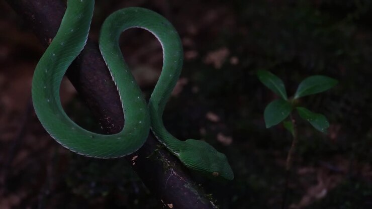 Dark forest revealing this Vogel's Pit Viper waiting for its prey to come, Trimeresurus vogeli, Thailand
