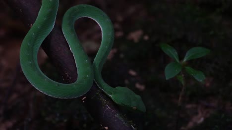 Dark-forest-revealing-this-Vogel's-Pit-Viper-waiting-for-its-prey-to-come,-Trimeresurus-vogeli,-Thailand