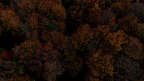 Cayendo-Hacia-La-Copa-Del-árbol,-El-Bosque-Tiene-árboles-Coloridos-En-Otoño