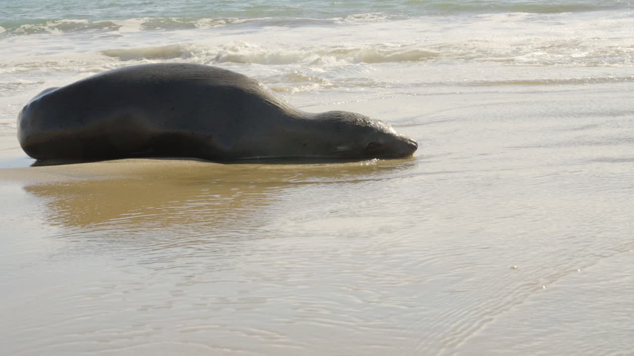 Seekor anjing laut beristirahat di pantai dan bersantai