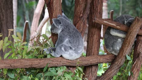 two koalas engaging on a tree branch