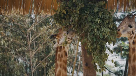 two giraffes eating leaves in zoo - close up