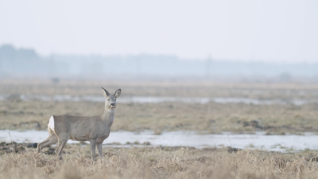 corzo salvaje común caminando y comiendo hierba en el campo a principios de la primavera cerca del prado de hierba seca