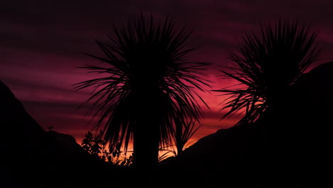 new zealand cabbage tree at milford sound fjord at scenic sunset