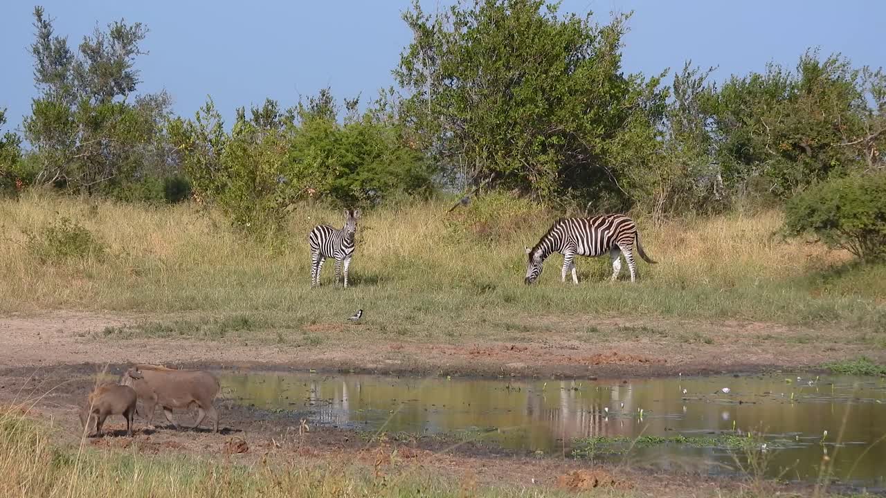 Shot of zebras and warthogs in Kruger National Park with a watering hole during spring on a sunny warm day