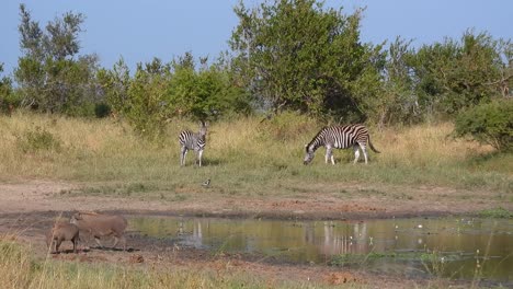 shot of zebras and warthogs in kruger national park with a watering hole during spring on a sunny warm day