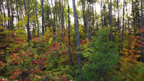 Imágenes-Aéreas-En-Cámara-Lenta-Volando-A-Través-De-Las-Cambiantes-Hojas-De-Otoño-En-La-Reserva-De-Vida-Silvestre-La-Vérendrye,-Québec,-Canadá