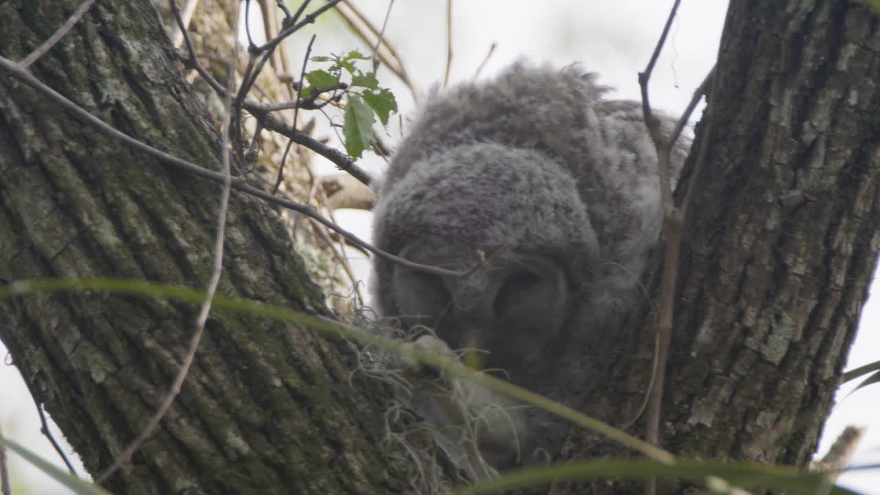 el búho bebé juvenil se arregla en un árbol sacando musgo de sus garras