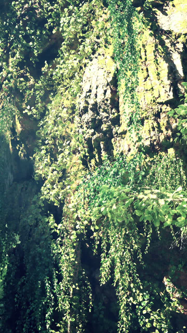 cerca de las vides verdes que crecen en una pared de roca