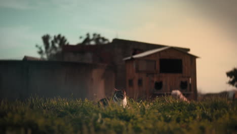 Ägäische-Katze-Im-Tierheim-Mit-Einer-Holzhütte-Und-Einem-Hund-Im-Hintergrund